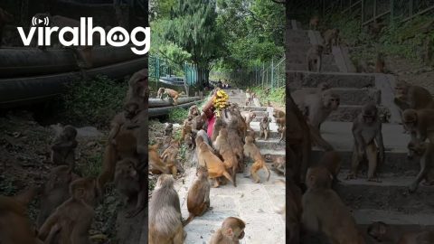 Monkeys Devour Bunches Of Bananas || ViralHog