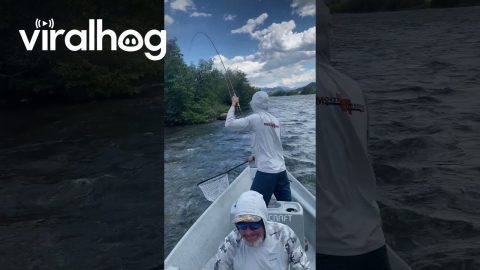 Fishermen Spot Moose and Calf on the River || ViralHog