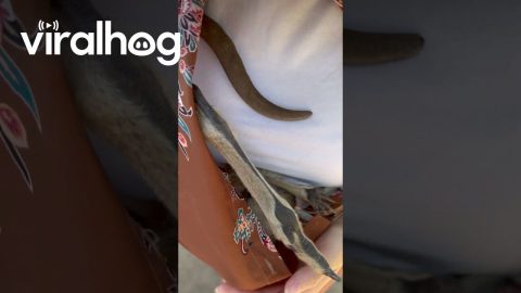 Baby Kangaroo Uses Woman's Shirt As Pouch || ViralHog