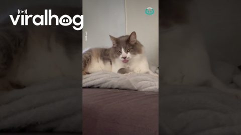 Tongue Flipping Kitty || ViralHog