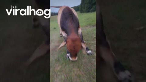 Big Grass Puppy Wants To Play || ViralHog