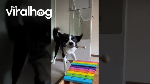 Border Collie Makes Music || ViralHog
