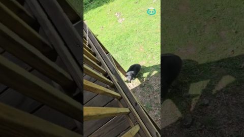 Bear Practices Parkour || ViralHog