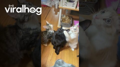 Cats Learn the "Touch" Command || ViralHog