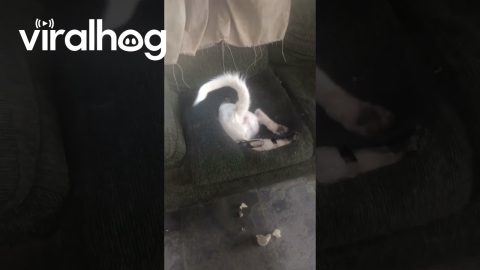 Dog Digs for Gold in Couch || ViralHog