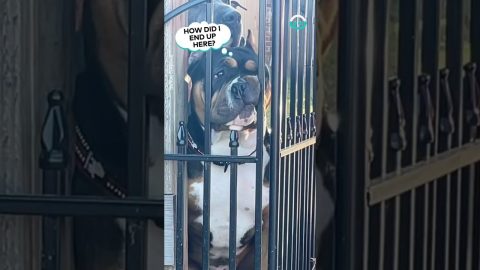 Interesting Doggie Headrest || ViralHog