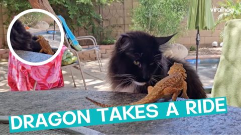 Bearded Dragon Rides Cat || ViralHog
