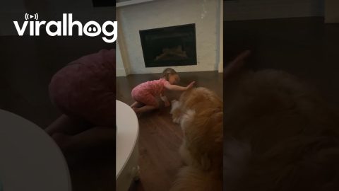 Trying to Convince the Family Dog to Talk || ViralHog