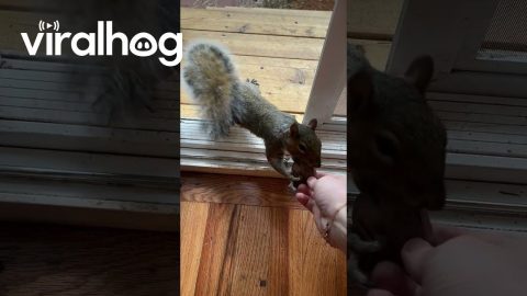 I'm the Squirrel Lunch Lady || ViralHog