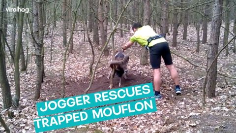 Jogger Rescues Mouflon || ViralHog