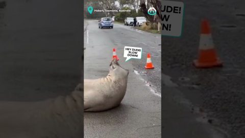 Seal Hates Traffic || ViralHog