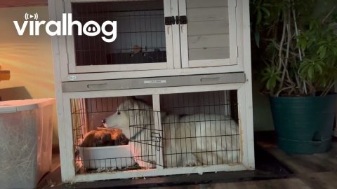 Husky Crawls Into Bunny Hutch || ViralHog