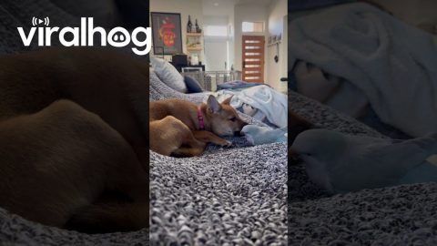 Parrot Disturbs Shiba Puppy's Peace || ViralHog