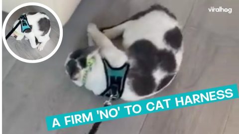 Cat Says No To Harness || ViralHog