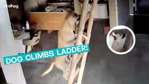Dog Shows Ladder Climbing Skills || ViralHog
