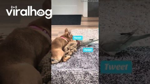 Dog and Bird Play Tug of War || ViralHog
