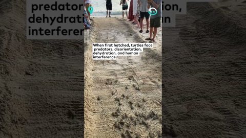 Baby Turtles Make Way To Ocean || ViralHog