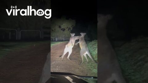 Driver Waits for Tussling Kangaroos to Sort Out Their Issues || ViralHog