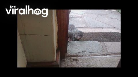 Mongooses Attempt a Break-In || ViralHog