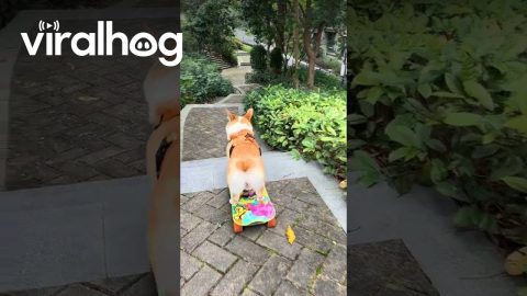 Skate Corgi Conquers Staircase || ViralHog