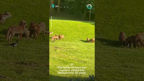 Foxes Gather In Backyard || ViralHog