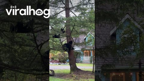 Black Bear Family Spotted in Tree || ViralHog