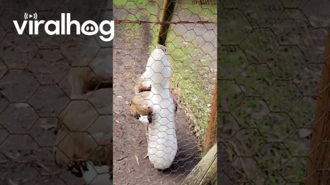 Bird Sounds Like a Dinosaur || ViralHog