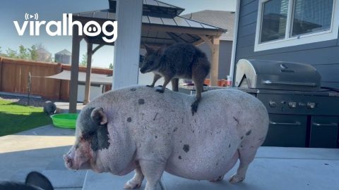 Wallaby Rides Mini Pig's Back || ViralHog