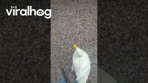 Duck Walks Between Man's Feet || ViralHog