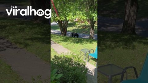 Black Bear Charges at Woman in Her Front Yard || ViralHog