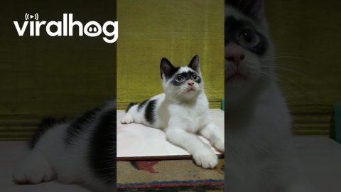 Zorro Kitten || ViralHog