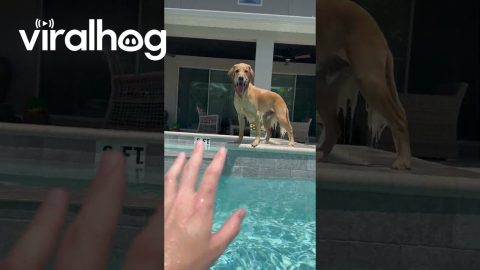 Golden Retriever Won't Stay || ViralHog