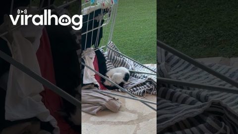 Cat Sleeps On Freshly-Cleaned Laundry || ViralHog