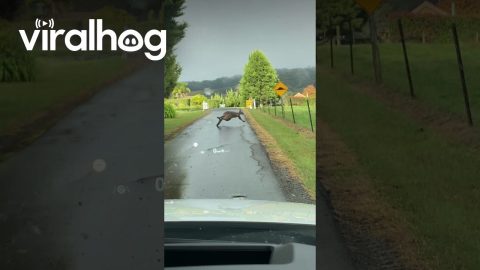 Kangaroos Can't Get a Grip on Wet Road || ViralHog