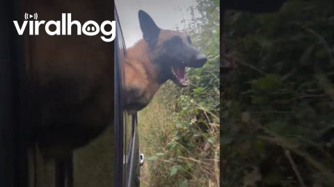 Dog Bites at Hedges From Car || ViralHog