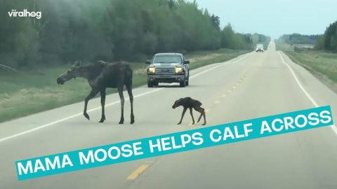Mama Moose And Newborn Calf Crossing Road || ViralHog