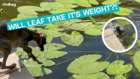 Dog Tests Leaf For Path In Pond || ViralHog