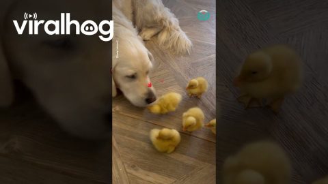 Dog Slide 🐥 || ViralHog