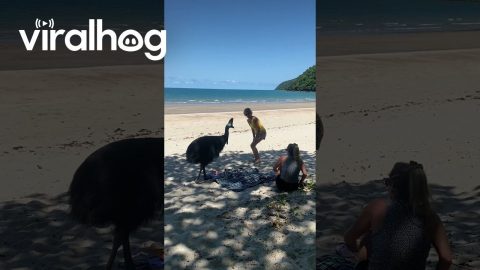 Cassowary Crashes Beach Picnic || ViralHog