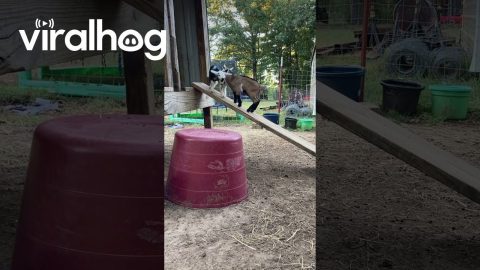 Baby Goats Can't Figure Out How Ramp Works || ViralHog