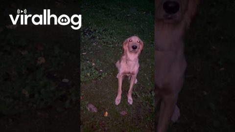 Wild Baby Rabbit Approaches Golden Retriever || ViralHog