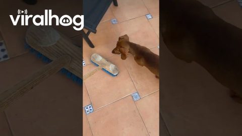 Broom Is Dachshund's Enemy || ViralHog