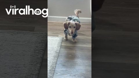 Clothed Dachshund Strikes An Awkward Pose || ViralHog