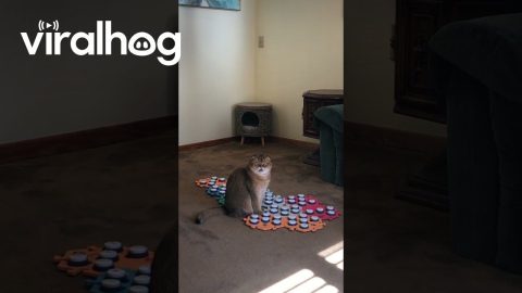 Cat Asks For Treat Throw Game And Attention || ViralHog