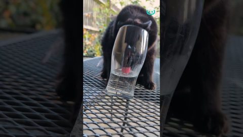 Does A Cat Fit In A Glass || ViralHog