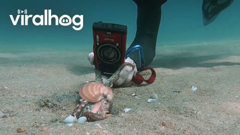 Baby Octopus Clings To Camera || ViralHog