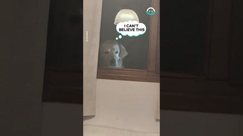 Dog Watches Dinner Through Window || ViralHog