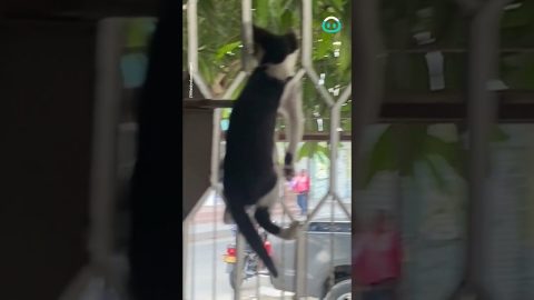 Kitten Wants Best View || ViralHog