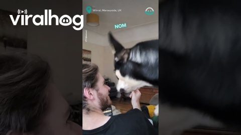 Dog Gets Help Stealing Sandwich || ViralHog
