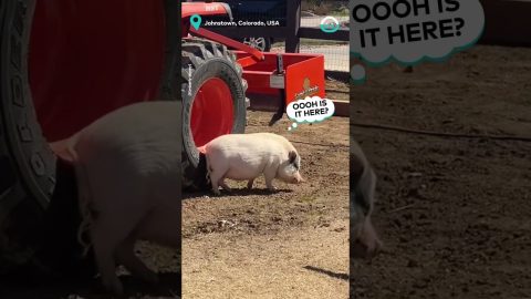 Mini Pig Finds Perfect Scratching Post || ViralHog